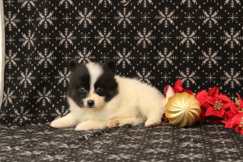 puppy, for, sale, Pomsky, Matthew B. Stoltzfus, dog, breeder, Gap, PA, dog-breeder, puppy-for-sale, forsale, nearby, find, puppyfind, locator, puppylocator, aca